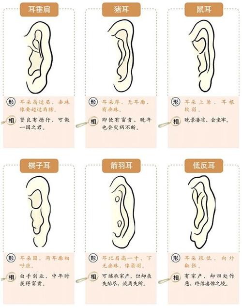 面相耳朵图解最详细版