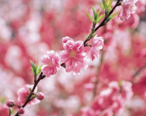 属蛇人2023年桃花运 属蛇的人今年有没有桃花运