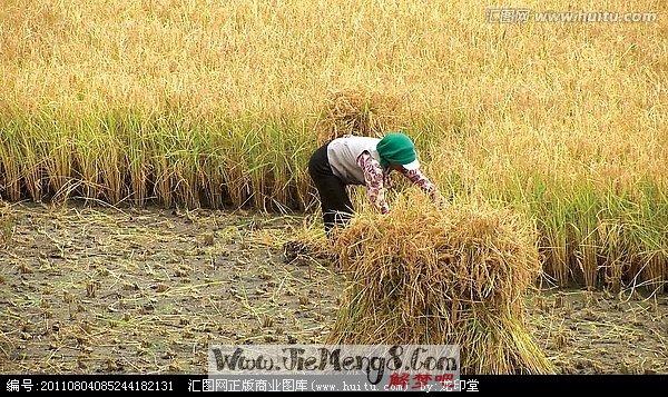 孕妇梦见割稻谷是什么意思 春天孕妇梦见割稻谷生男生女