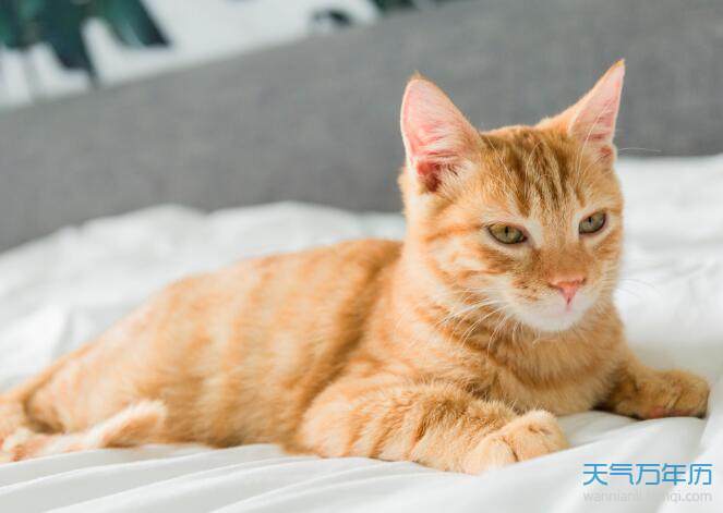 做梦梦到被猫咬是什么意思 梦到被猫咬是啥意思