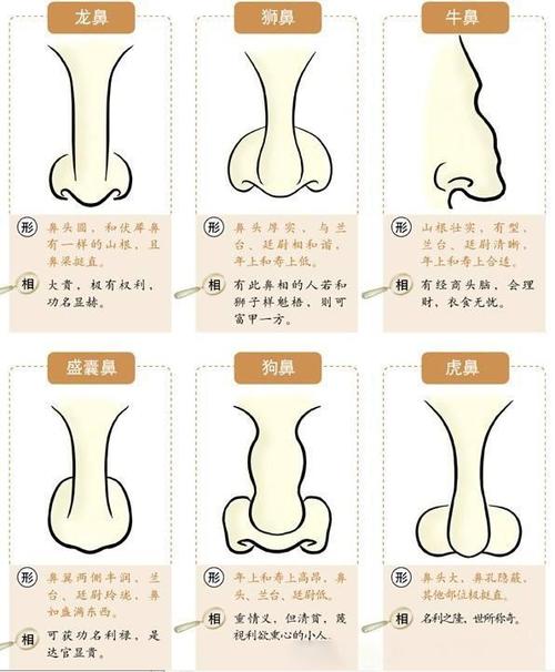 鼻子的面相图解 鼻子面相图解富贵