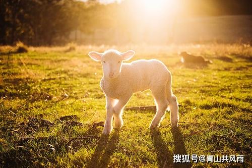 属羊的2023年每月运势 2023年属羊人每月运程