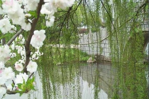 有心栽花花不开打一成语有心栽花花不开无心插柳柳成荫