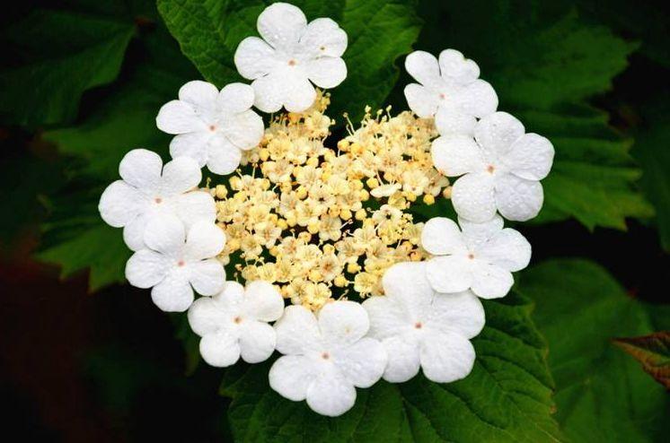 琼花的寓意(关于琼花的诗句)