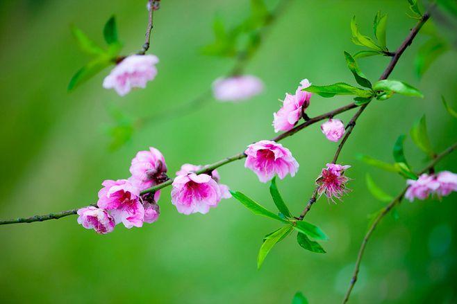 竹外桃花三两枝生肖 竹外桃花三两枝图片