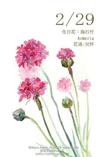 生日花占卜大全及花语 生日花语