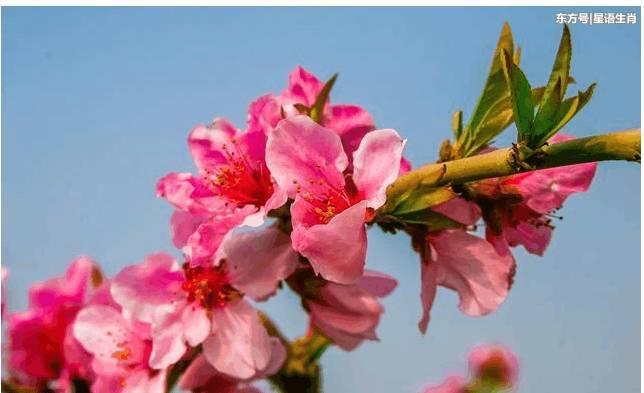 面带桃花交好运猜生肖 面带桃花是成语吗