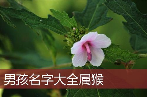 男孩名字大全属猴_猴宝宝起名大全_安康起名网免费取名