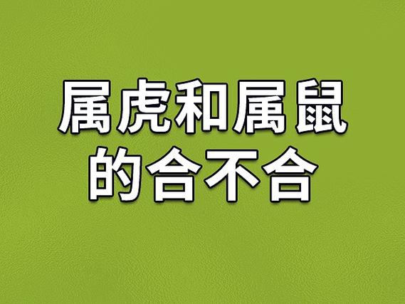 生肖虎和生肖鼠合不合(生肖虎跟鼠合吗)