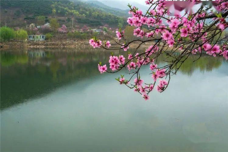 桃花流水莫然去猜生肖 桃花流水杳然去的意思