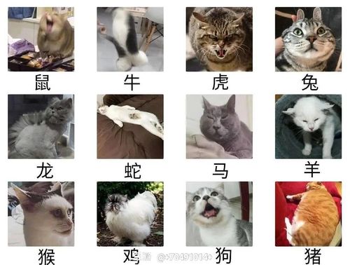 知道猫为啥不进十二生肖吗?