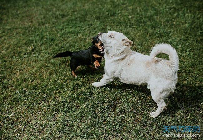 梦见把狗打死了是什么意思 梦见把狗打死了是什么意思后又埋了