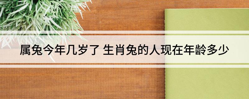 属兔今年几岁 属猪今年几岁