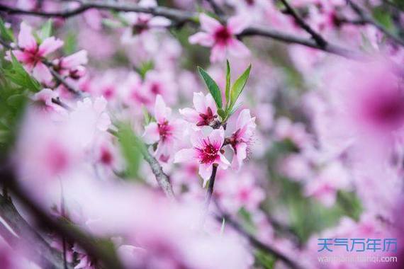 属虎今年桃花运怎样(属虎今年的桃花运怎样)