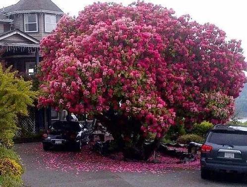 看花树算命哪种树好 花树种类大全