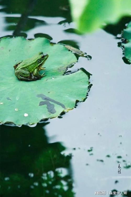 青草池塘处处蛙算命