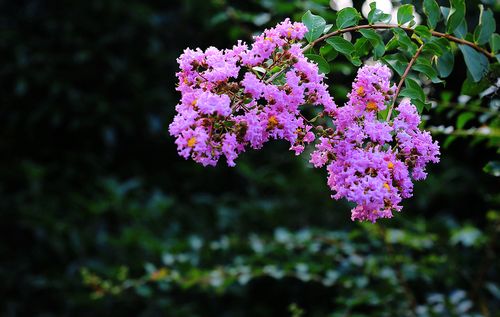 紫薇花对紫微郎