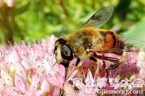 周公解梦 动物 梦见蜜蜂死了  很多人在梦中会梦见蜜蜂死了.