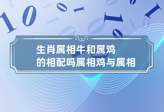 属牛和鸡配吗婚姻