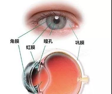 什么的眼睛词语填空什么的眼睛词语填词教育