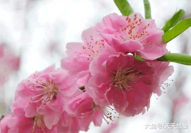 属虎女人2023年桃花运 属虎今年爱情桃花运势