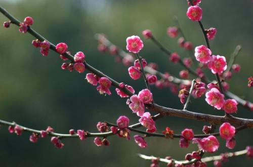 梅花排盘系统 易理研究梅花排盘