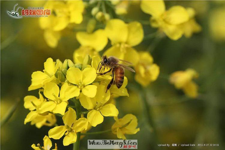 梦见很多蜂子周公解梦(梦见蜂子蛰自己是什么预兆)