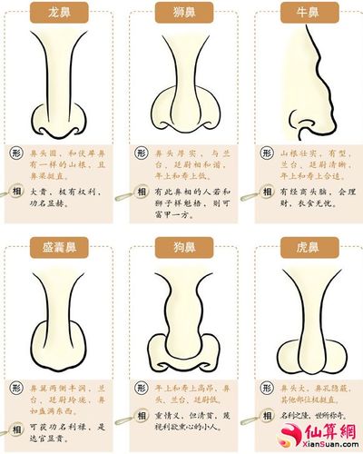 鼻型面相图解大全 鼻型面向