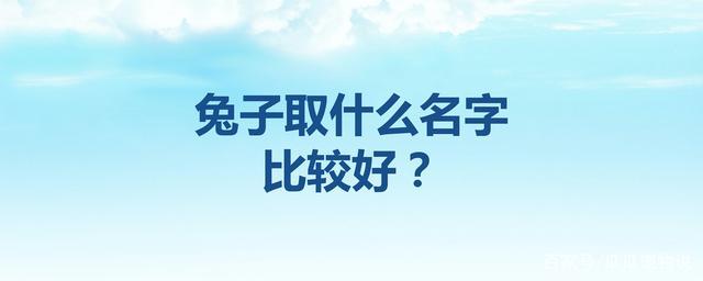 给兔子起名字可爱点的