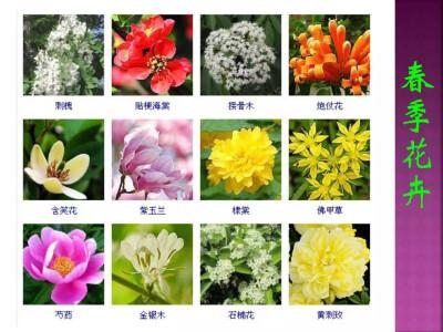 好听的花名两个字